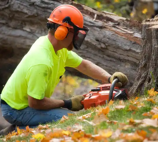 tree services Brimfield